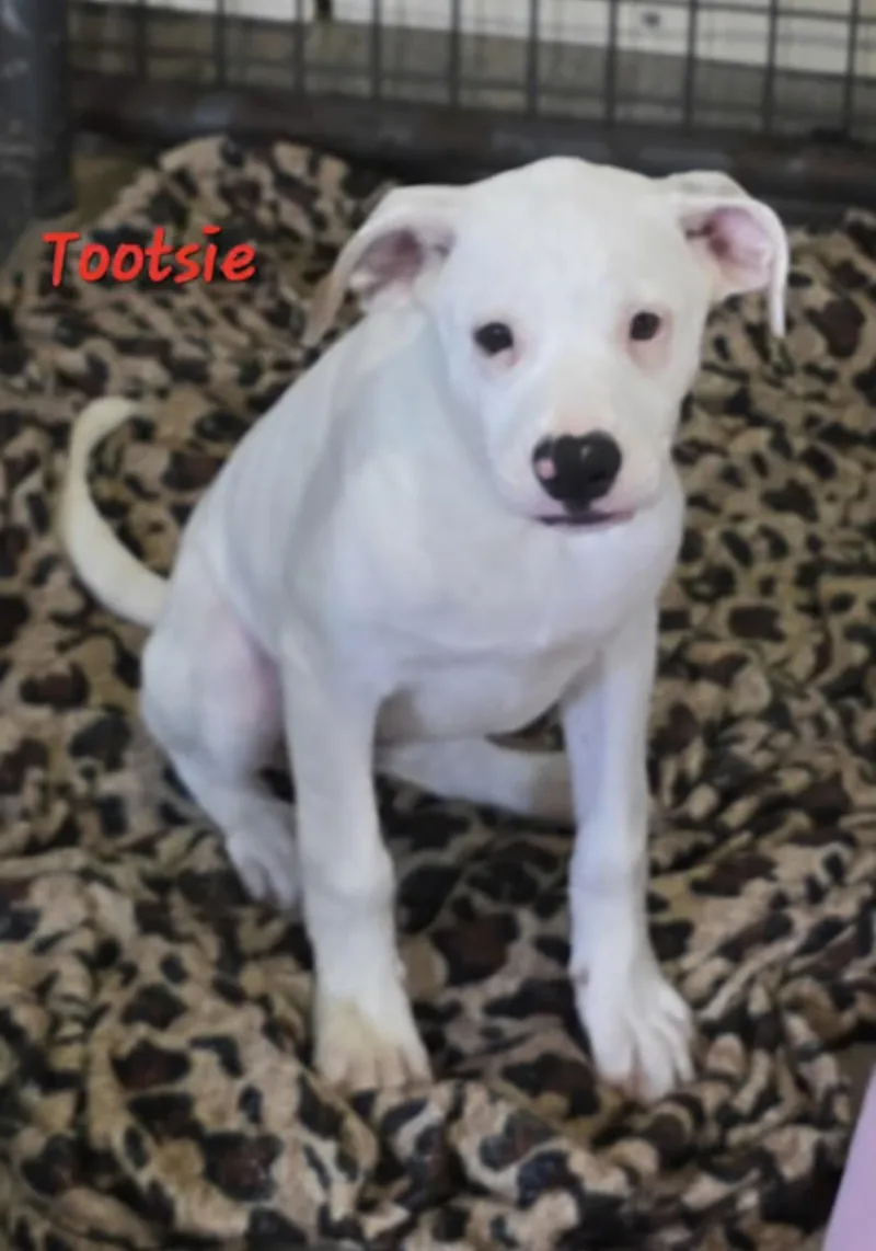 Tootsie . thumbnail 2