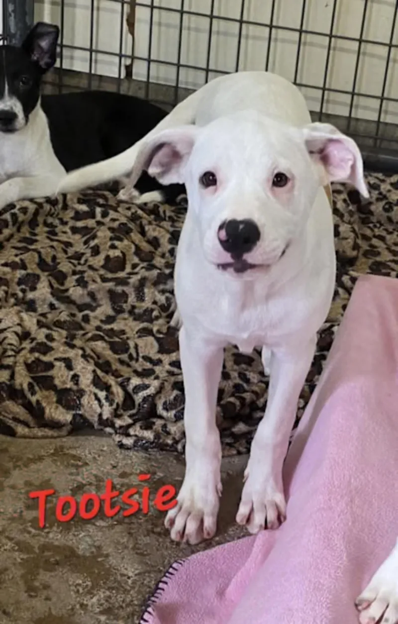 Tootsie . thumbnail 3