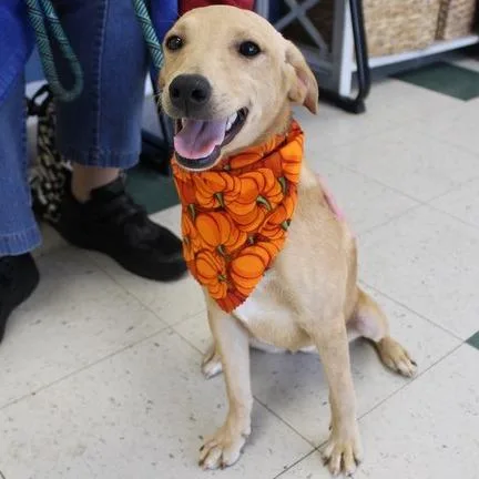 A young small-sized female Labrador Retriever dog named Theresa for adoption in Birmingham, AL