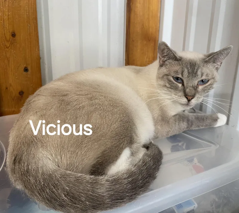 A young medium-sized female Siamese cat named Vicious for adoption in Lees Summit, MO