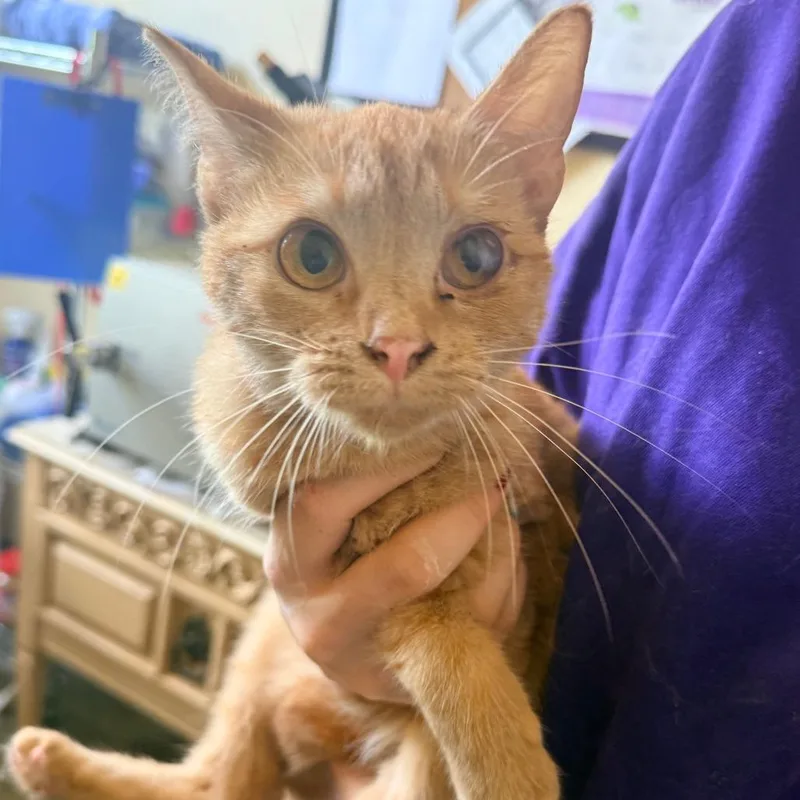 A young small-sized female Orange / Red Domestic Short Hair cat named Phoenix for adoption in Corinth, MS