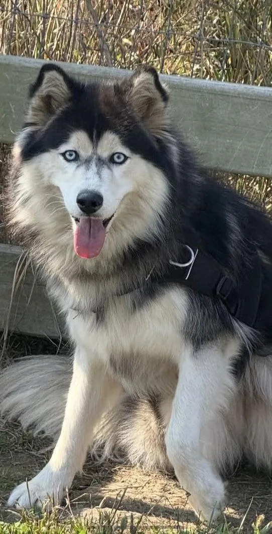 Colt Fta thumbnail 2