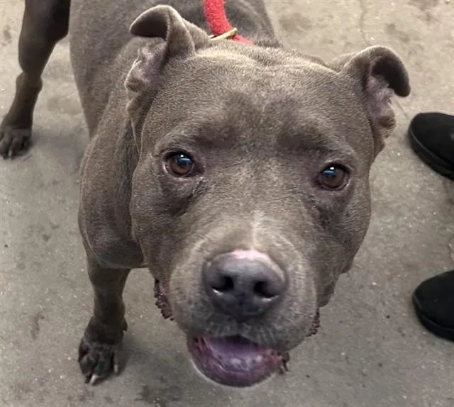 An adult medium-sized male Pit Bull Terrier dog named Chapo for adoption in Tucson, AZ
