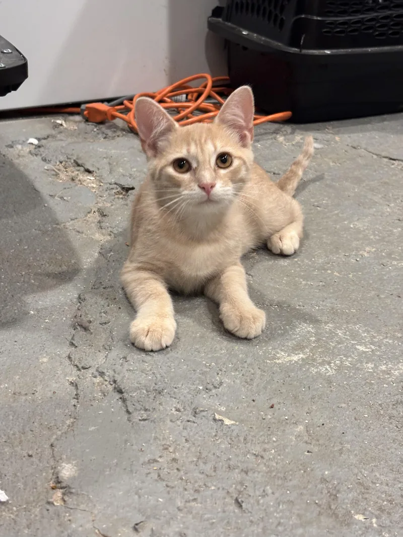 A baby medium-sized male Tabby (Buff / Tan / Fawn) Tabby cat named Whiskers for adoption in Richmond, VA