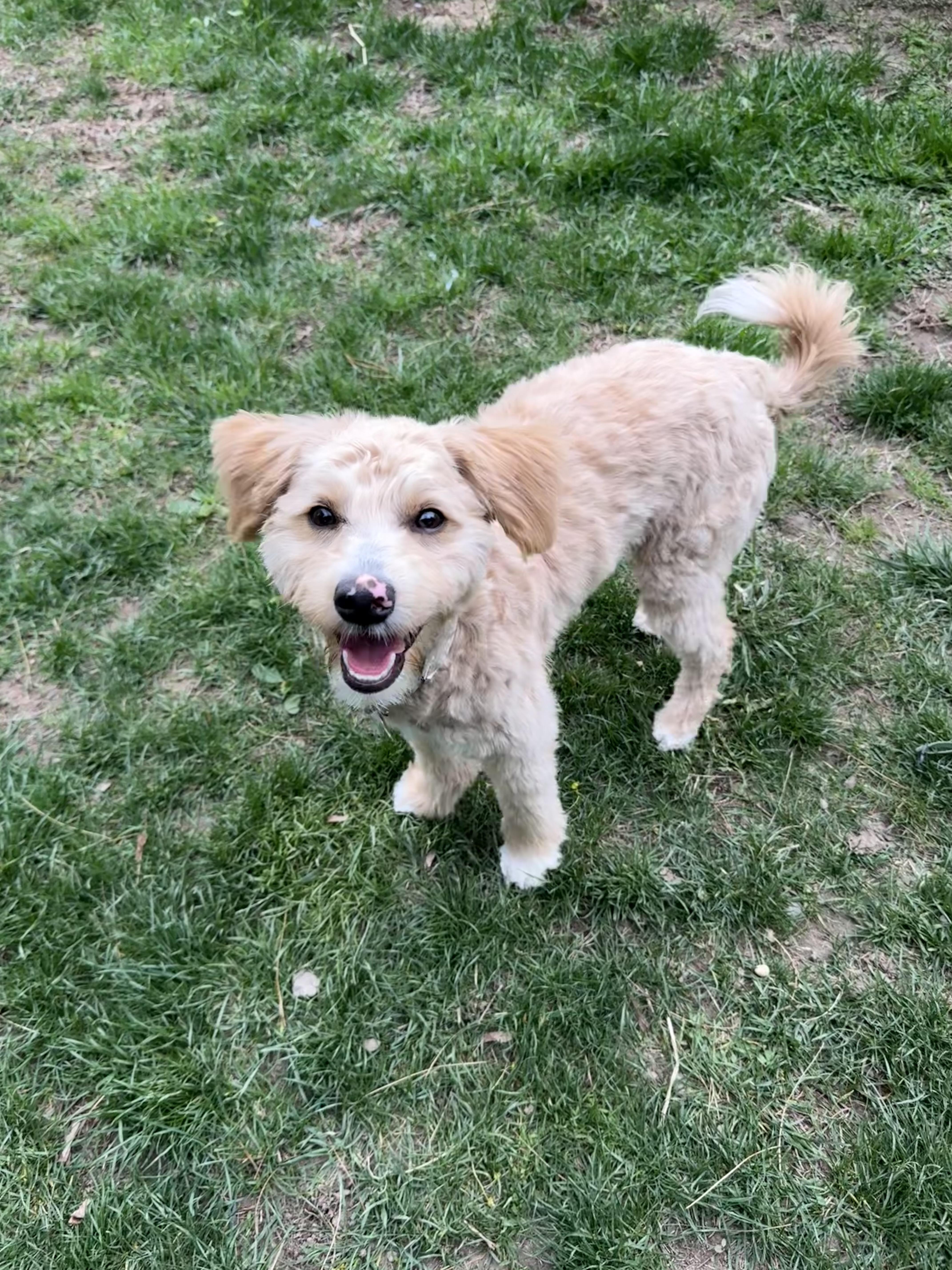 A young medium-sized female Miniature Poodle dog named Molly for adoption in Delmar, NY