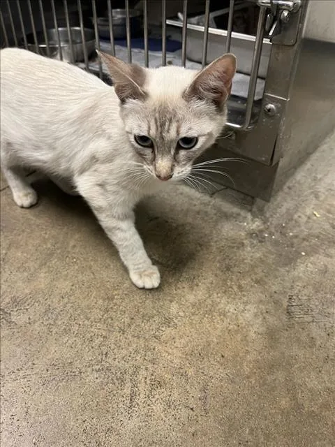 A young small-sized female Siamese cat named Ina for adoption in Van Nuys, CA