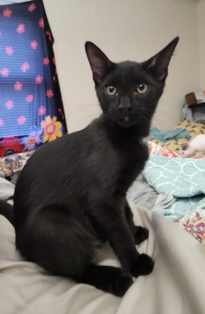 A baby medium-sized male Domestic Short Hair cat named Ziggy for adoption in Trenton, NJ