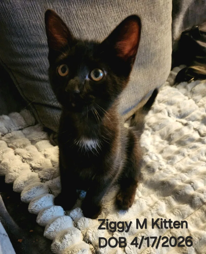 Ziggy thumbnail 2