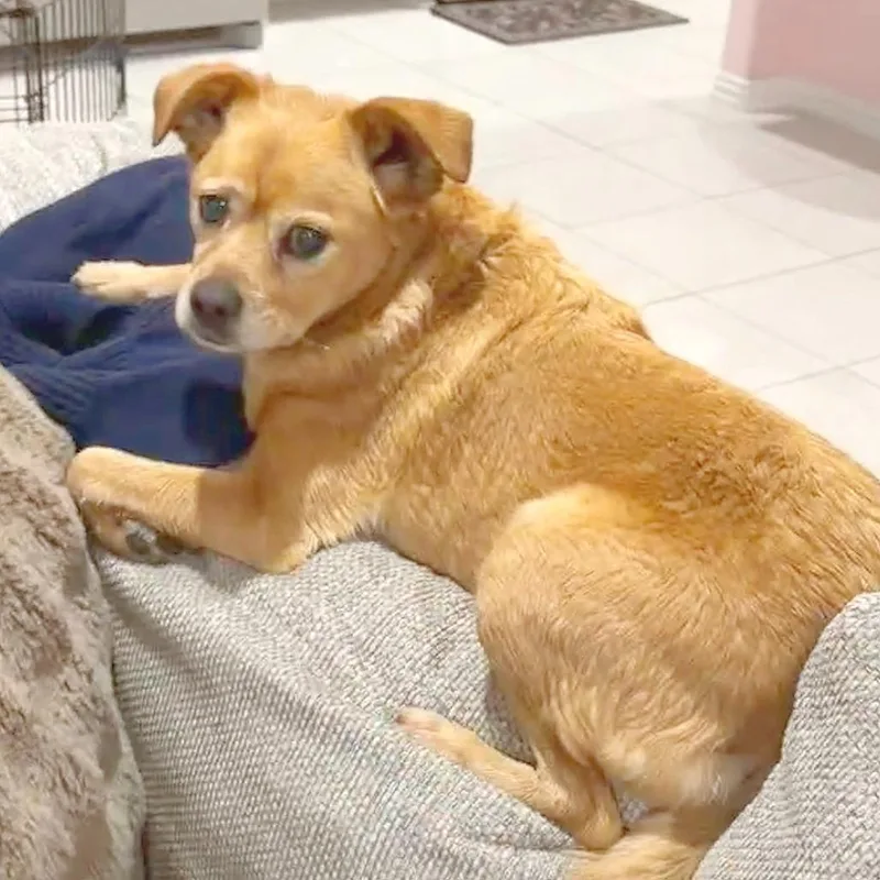 An adult medium-sized female Red / Chestnut / Orange Chihuahua dog named Frida Pawlo for adoption in Flower Mound, TX