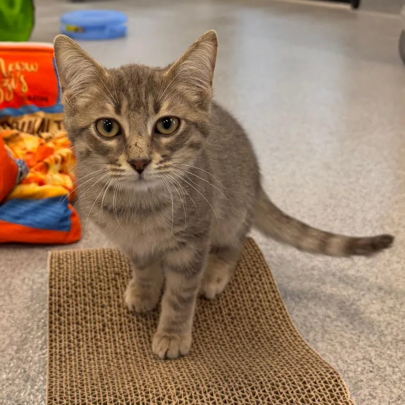 A baby small-sized female Gray / Blue / Silver Domestic Short Hair cat named Esme for adoption in Martinsville, VA
