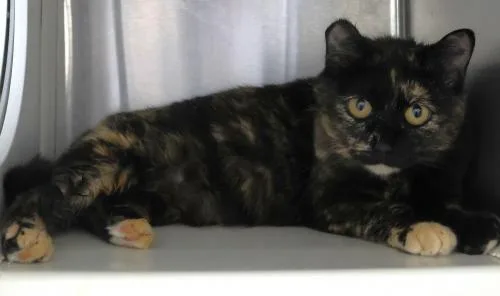 An adult medium-sized female Domestic Short Hair cat named Piper for adoption in Thief River Falls, MN