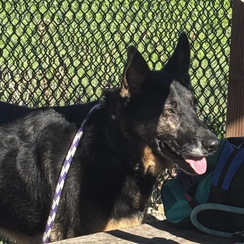 An adult large-sized male Brown / Chocolate German Shepherd Dog dog named Hanzi T for adoption in San Juan Bautista, CA