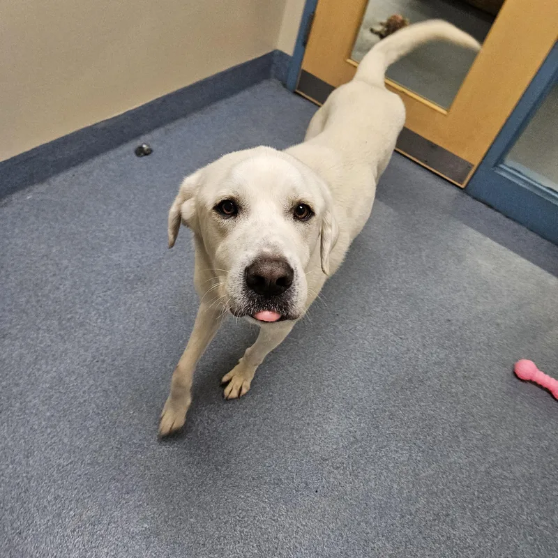 An adult large-sized male White / Cream Great Pyrenees dog named Art for adoption in Suffolk, VA