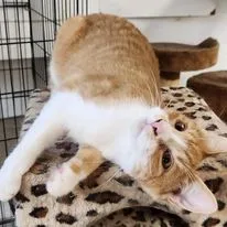 Chatterton thumbnail 2