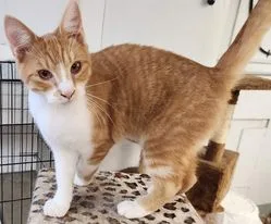 Chatterton thumbnail 3