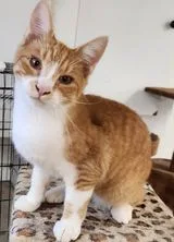 Chatterton thumbnail 4