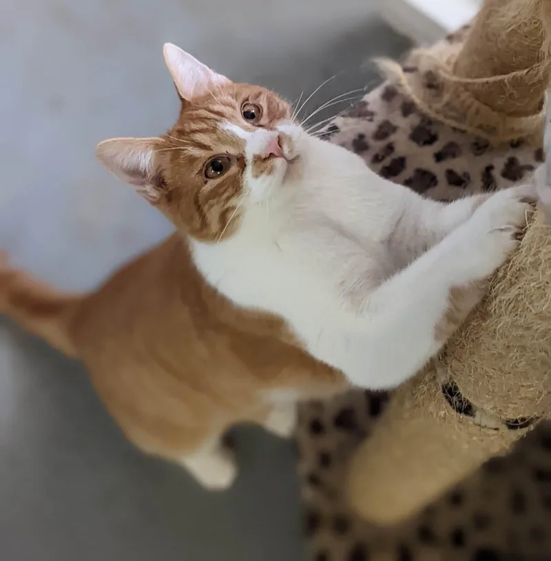 Chatterton thumbnail 5