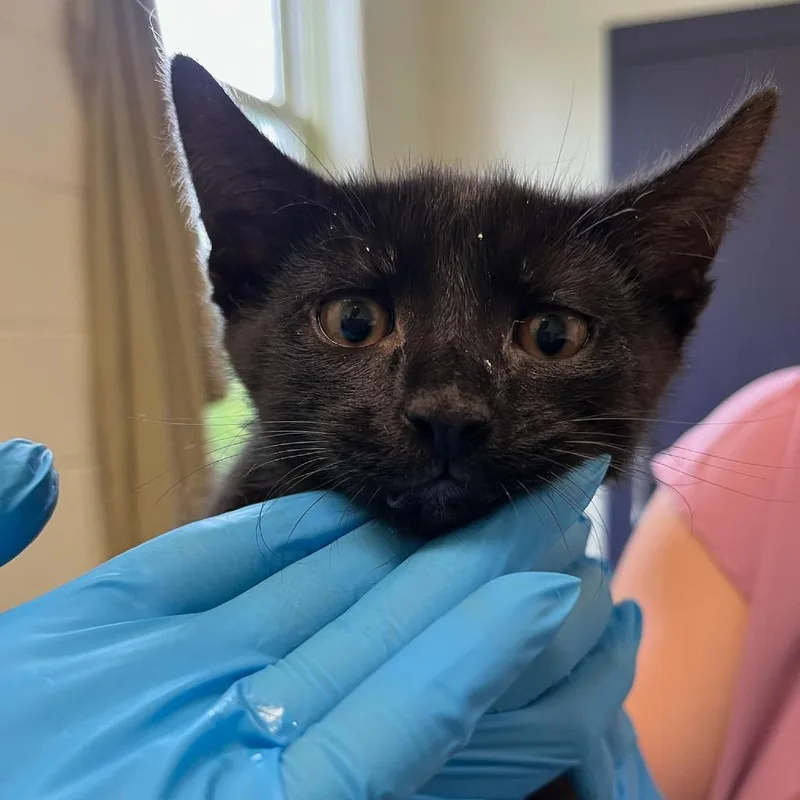 A baby small-sized male Black Domestic Short Hair cat named Fantasea for adoption in Charlottesville, VA