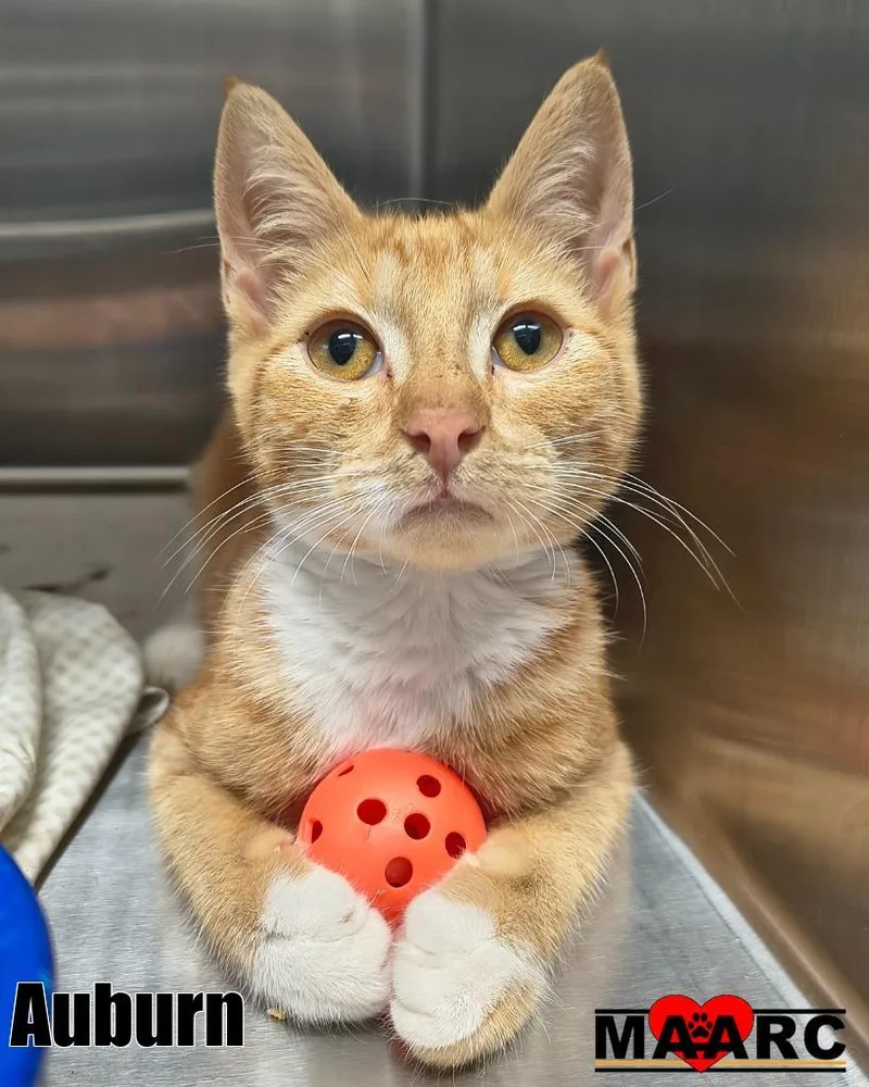 A baby medium-sized male Domestic Short Hair cat named Auburn for adoption in Maryville, TN