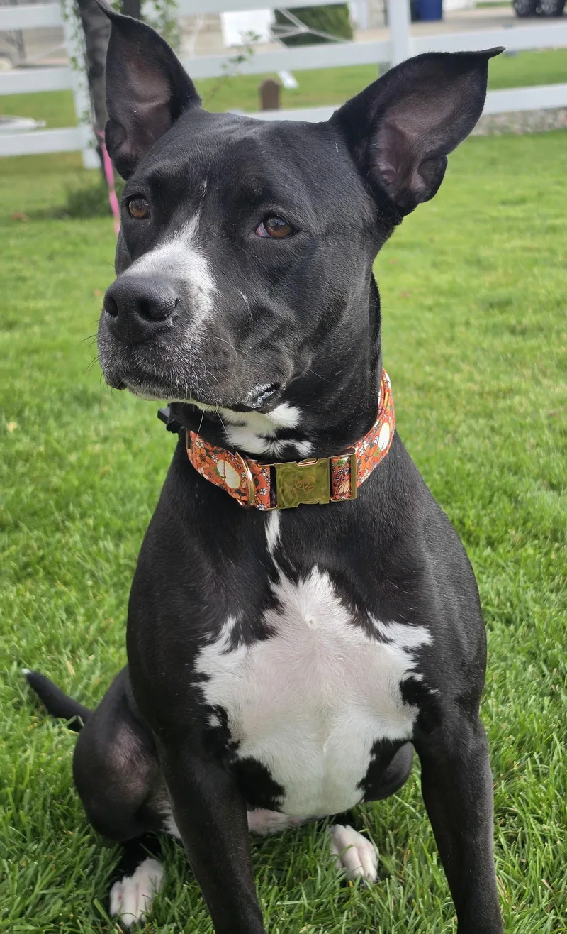 An adult medium-sized female Pit Bull Terrier dog named Sassy Marley for adoption in Salt Lake City, UT