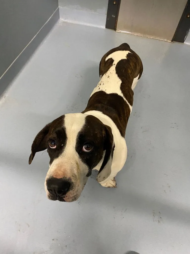 A young medium-sized male Mixed Breed dog named Rider for adoption in Cartersville , GA