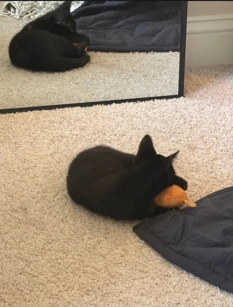 A baby medium-sized female Black Domestic Short Hair cat named Hermione for adoption in Walled Lake, MI