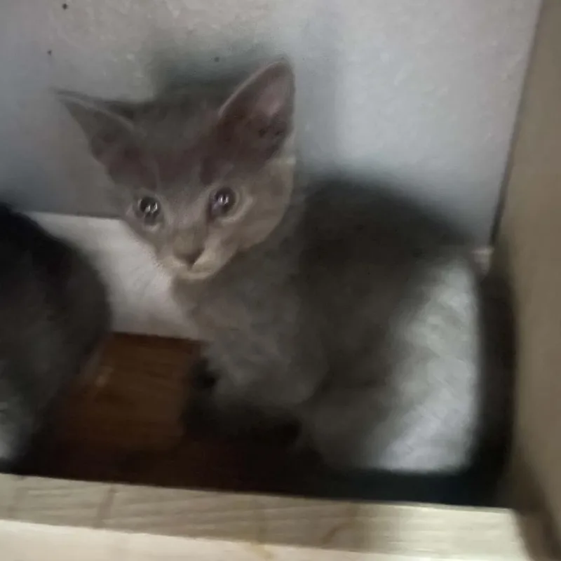 A baby small-sized female Russian Blue cat named Tess for adoption in mount vernon, AR
