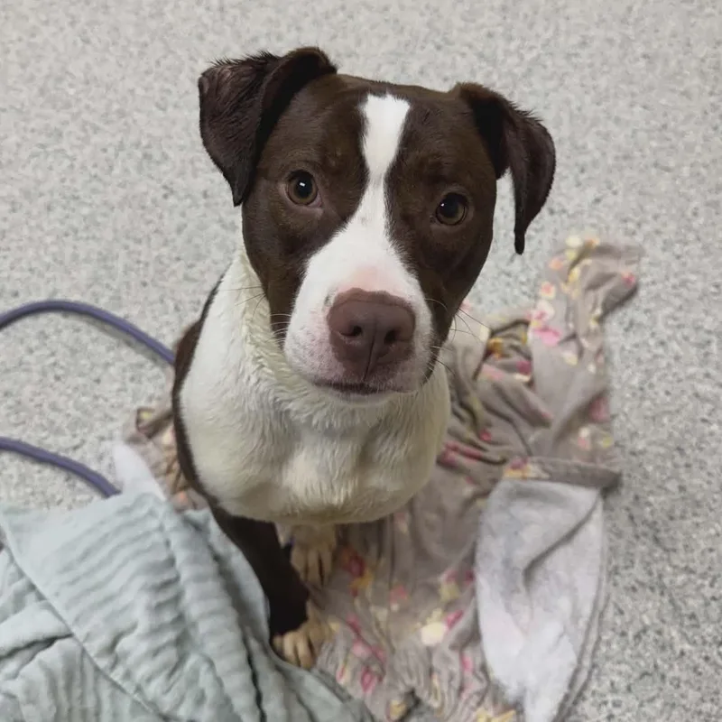 A young medium-sized female Brown / Chocolate Pit Bull Terrier dog named Rue for adoption in Valparaiso, IN