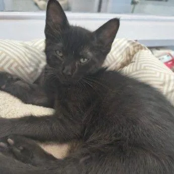 A baby small-sized male Black Domestic Short Hair cat named Skipper for adoption in Middlebury, VT