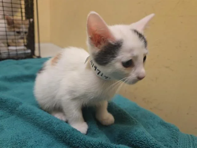 A baby small-sized female Domestic Short Hair cat named Crumble for adoption in Tustin, CA