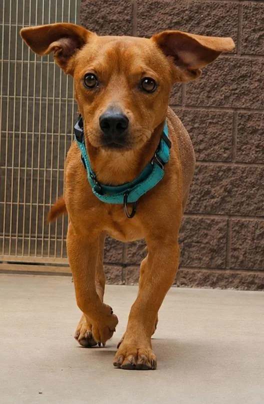 A young medium-sized male Basset Hound dog named Rancher for adoption in Cottonwood, AZ