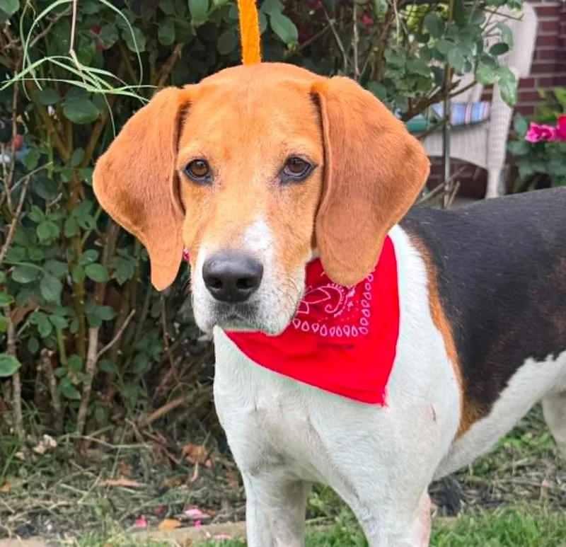 A senior medium-sized male Foxhound dog named Virgil for adoption in Effingham, IL