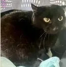 An adult medium-sized female Black Domestic Short Hair cat named Chunky for adoption in St. Augustine, FL