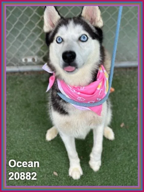 An adult medium-sized female Black Siberian Husky dog named Ocean for adoption in Marietta, GA