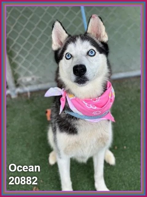 Ocean thumbnail 3