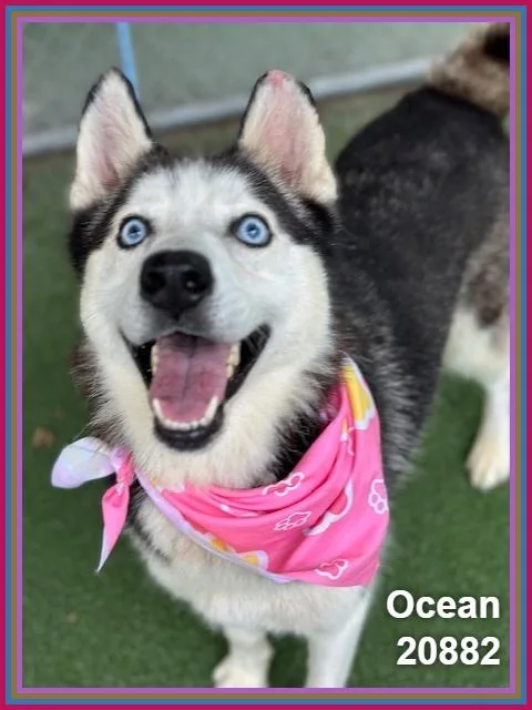 Ocean thumbnail 4