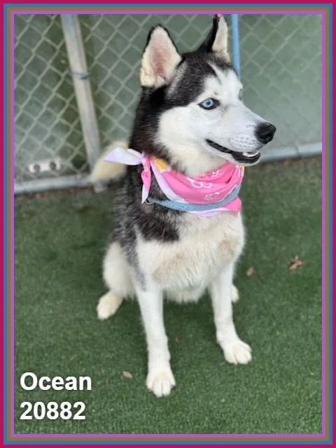 Ocean thumbnail 6