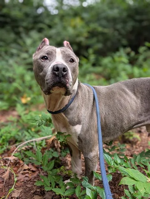 An adult medium-sized male Pit Bull Terrier dog named Ferdinand for adoption in Charlotte, NC