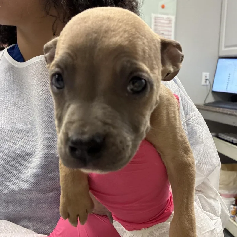 Pup