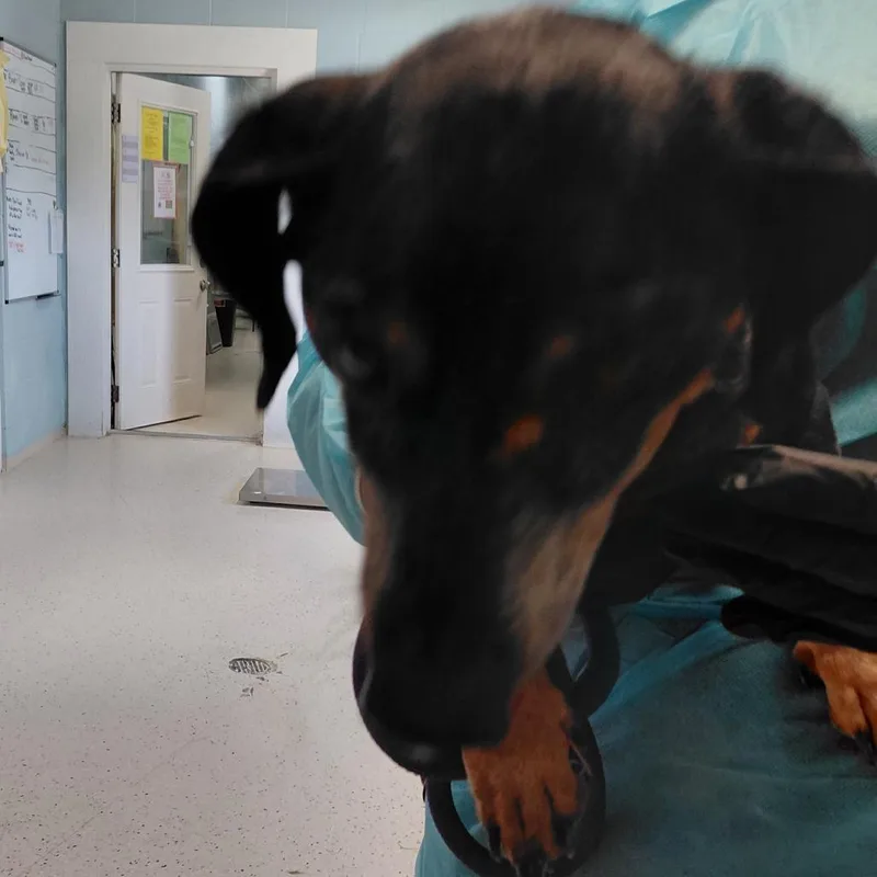 A senior small-sized male Black Dachshund dog named Little Man for adoption in LOXAHATCHEE, FL