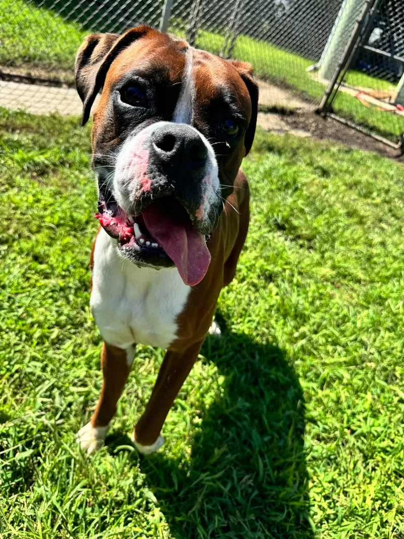 An adult large-sized male Boxer dog named Chop for adoption in Monticello, NY