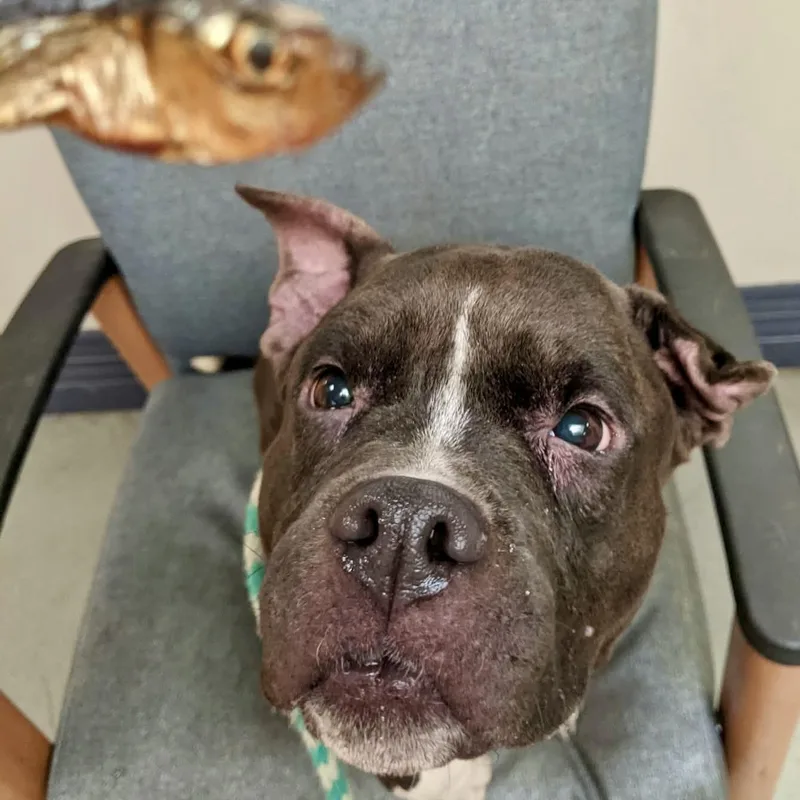 A young medium-sized female Black Pit Bull Terrier dog named Beluga for adoption in Buffalo, NY