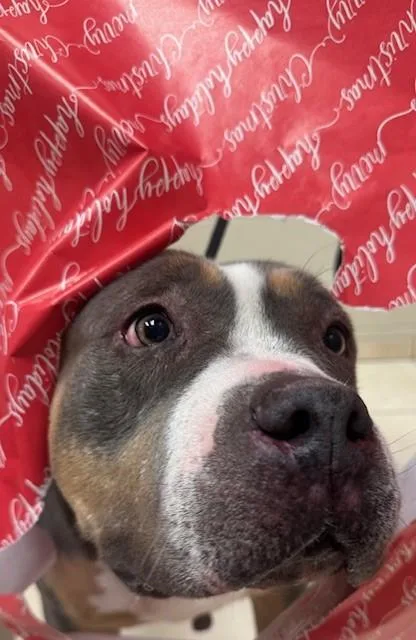 An adult large-sized female American Bulldog dog named Azucar for adoption in Farmers Branch, TX