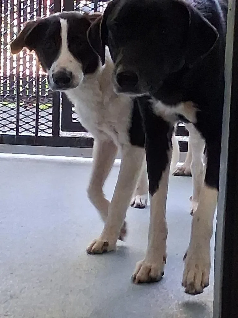A young large-sized female Mixed Breed dog named Nancy for adoption in Cartersville , GA