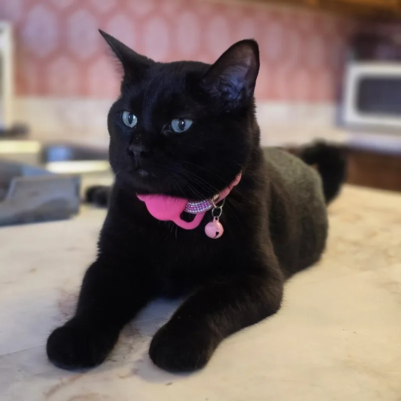 An adult medium-sized female Black Domestic Short Hair cat named Brooke for adoption in Long Beach, CA