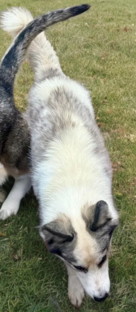 An adult medium-sized male Siberian Husky dog named Bentley for adoption in Sumter, SC