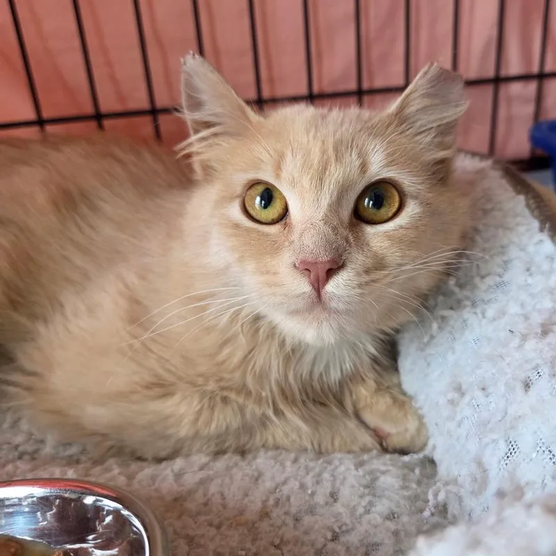A young medium-sized female Buff / Tan / Fawn Domestic Medium Hair cat named Sweet Pea for adoption in Abingdon, MD