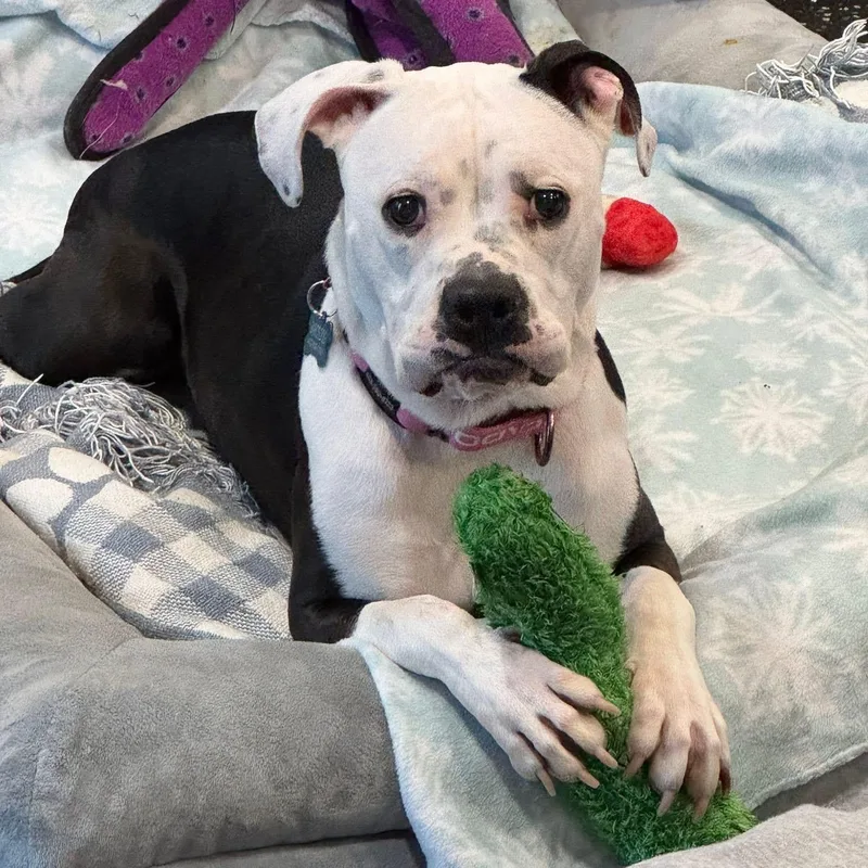 Dottie thumbnail 4