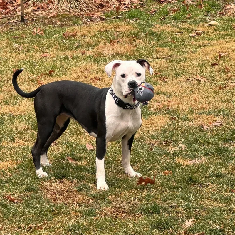 Dottie thumbnail 5