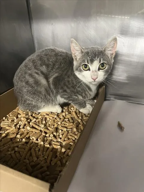 A baby medium-sized female Domestic Short Hair cat named Kiki for adoption in Woodland, CA
